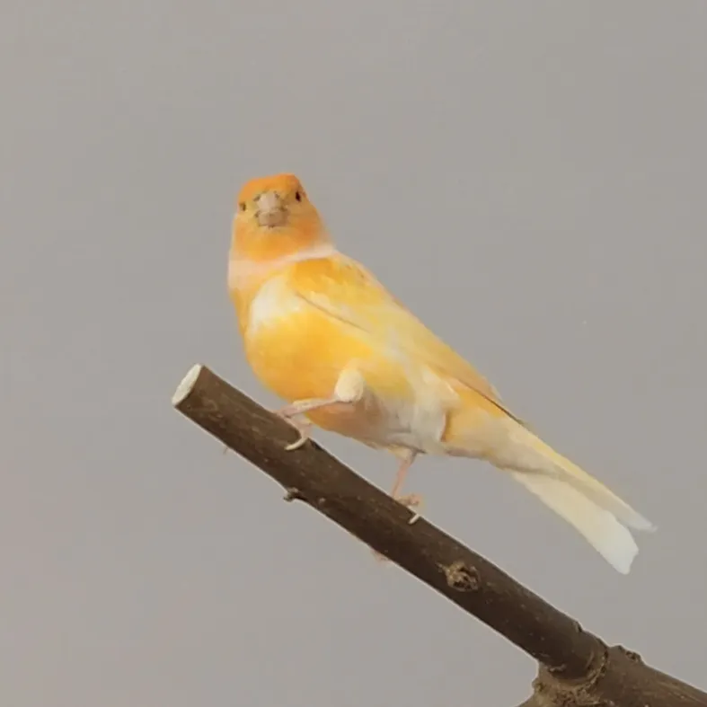 Canario doméstico amarillo posado en una rama fina sobre fondo claro