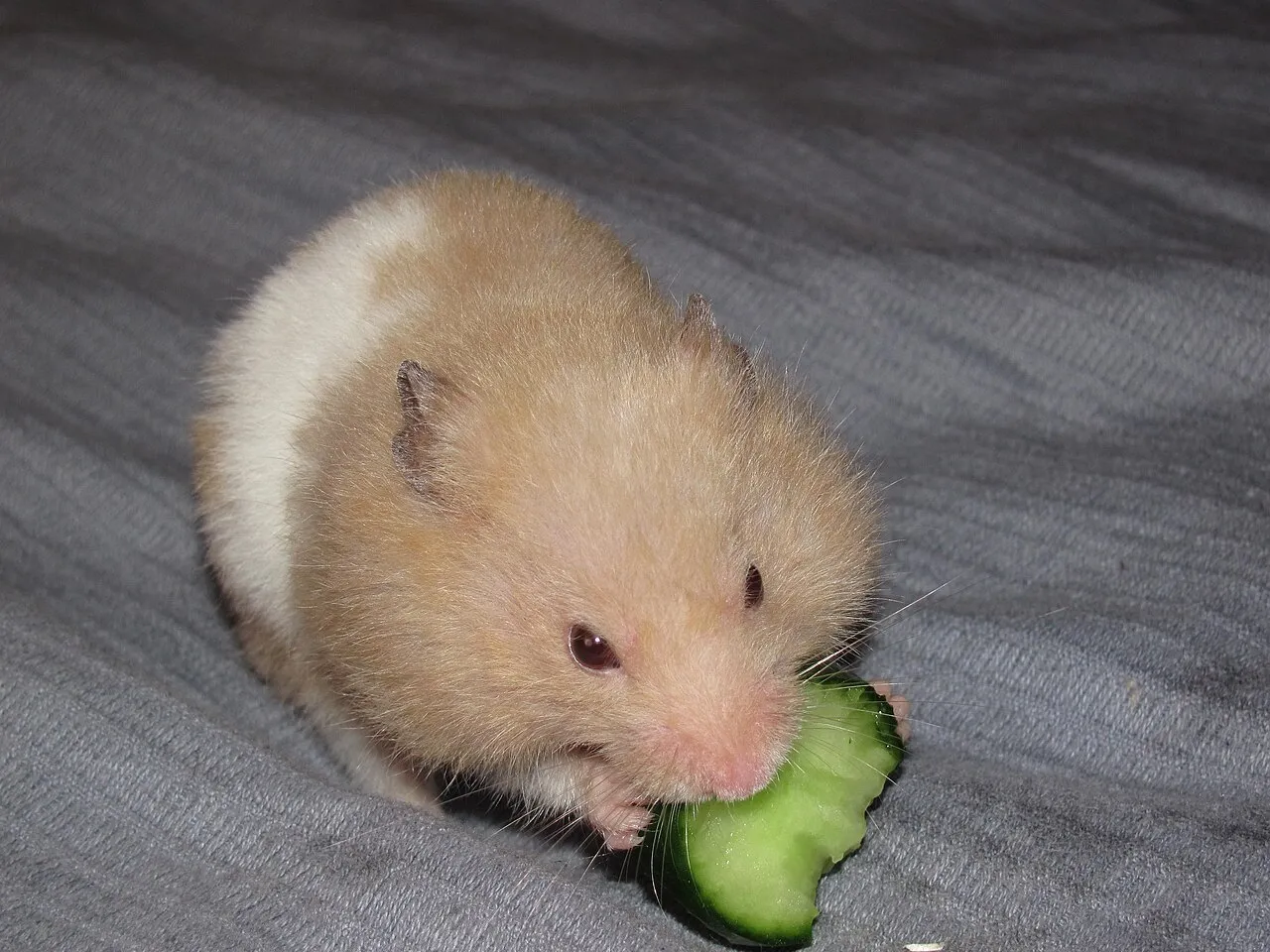 Hámster sirio dorado mordiendo un trozo de pepino verde fresco