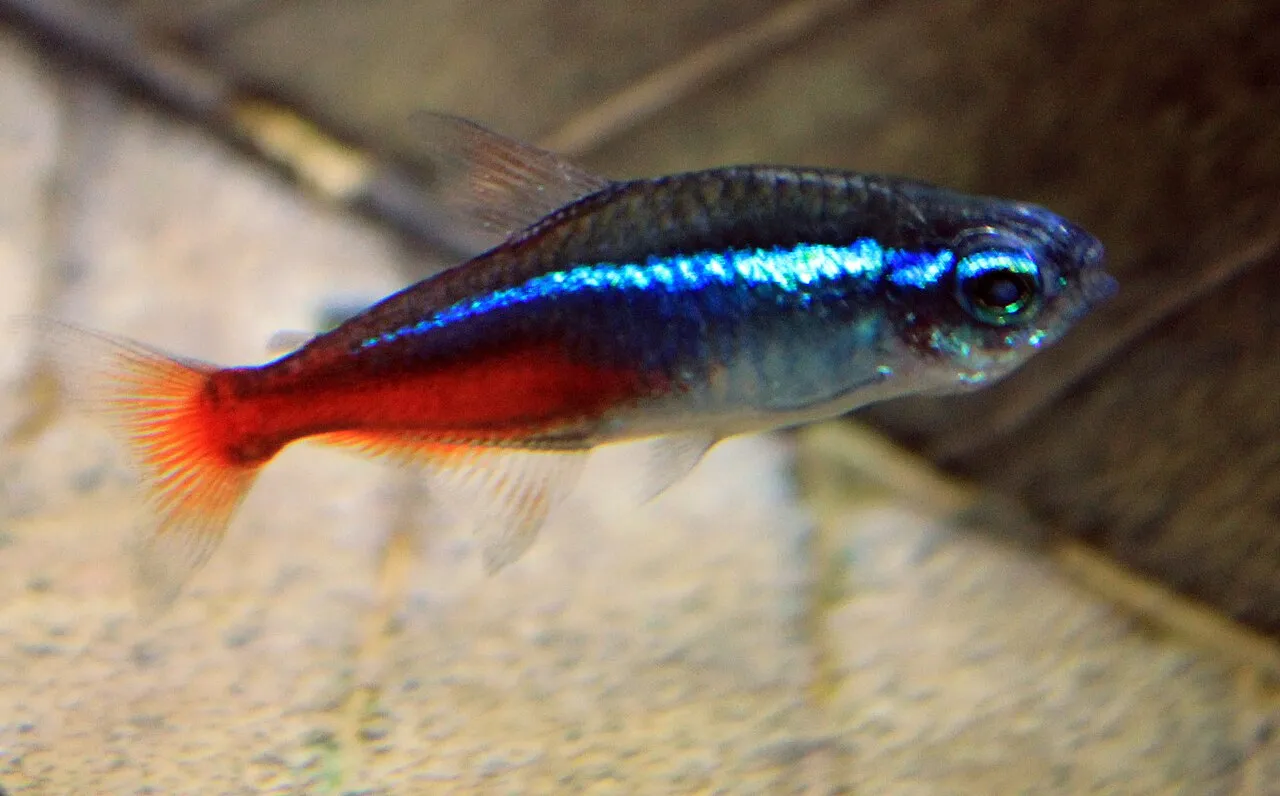 Qué peces pueden vivir juntos: el acuario comunitario