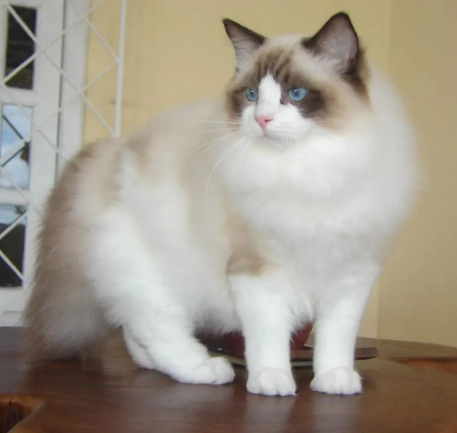 Foto de Ragdoll