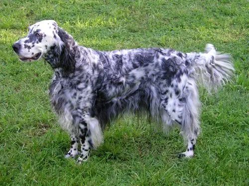 Foto de Setter Inglés