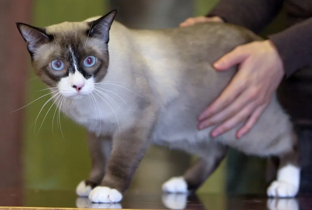 Foto de Snowshoe