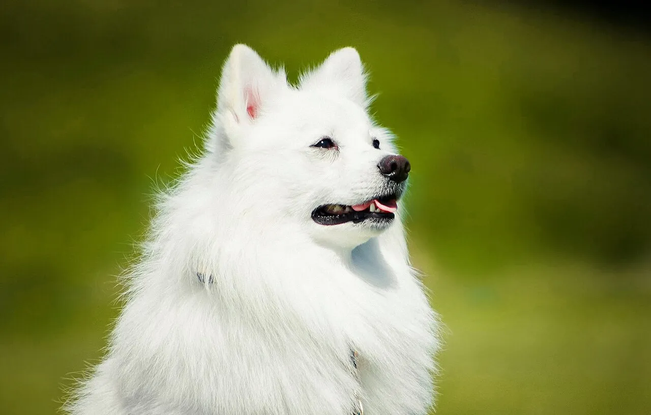 Foto de Spitz Japonés