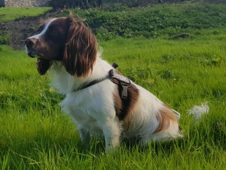 Foto de Springer Spaniel Inglés