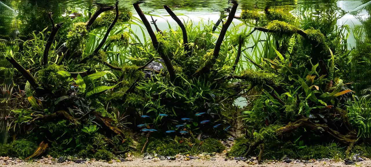 Sustrato para acuario: grava, arena o sustrato nutritivo