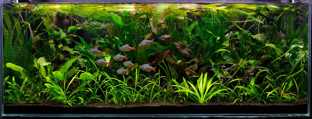 Test de agua para acuario: qué mide y cómo leerlo