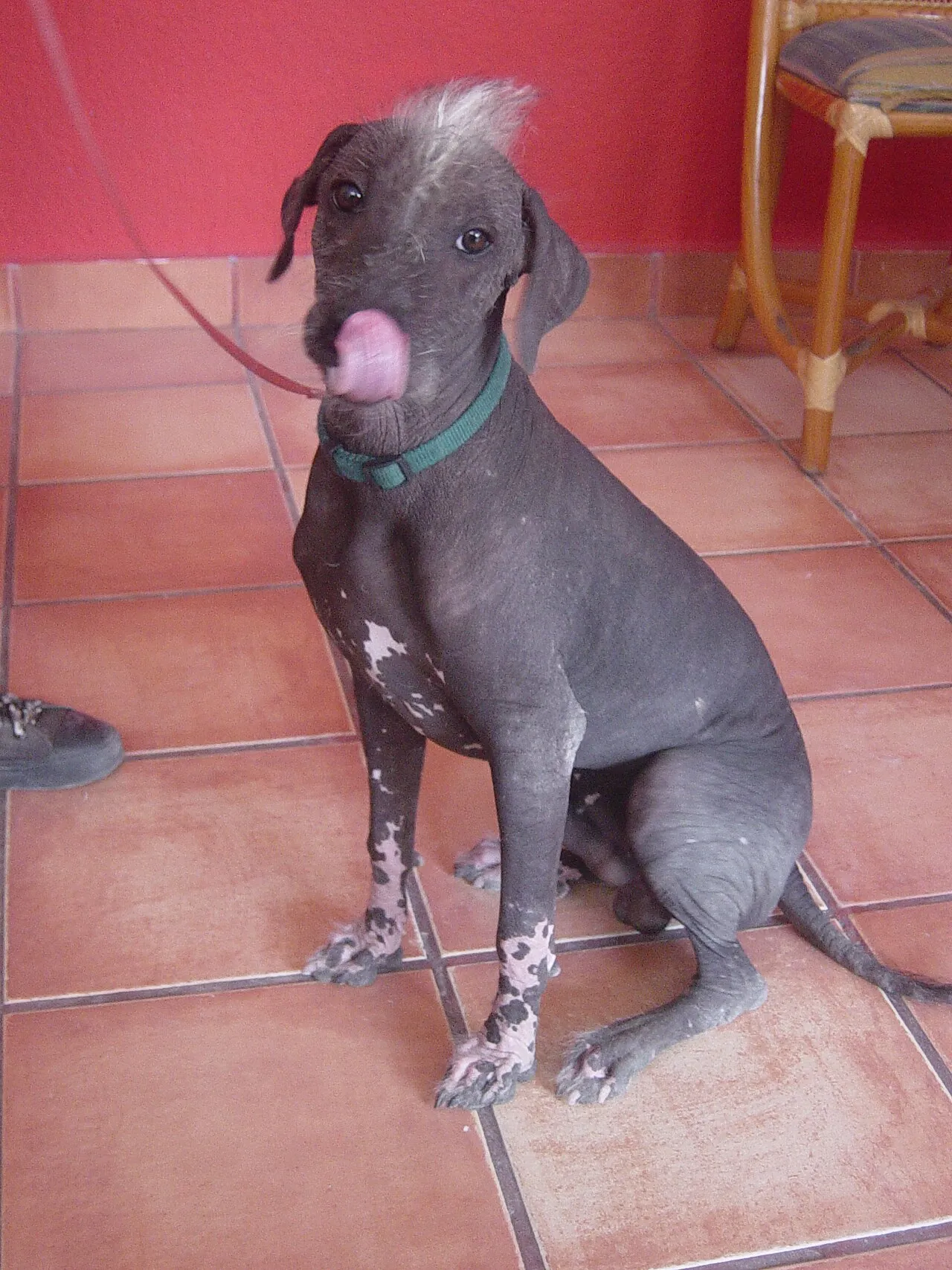 El xoloitzcuintle: el perro sagrado del Día de Muertos